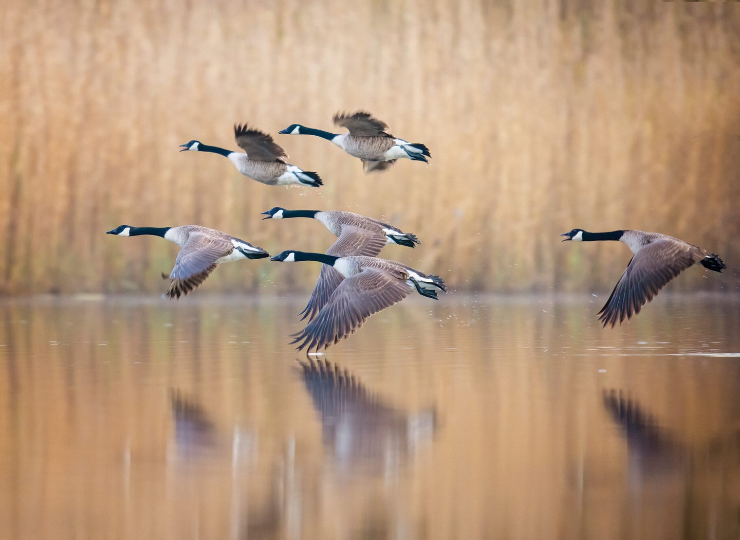 A small flock of geese in motion against soft gold colored reeds and water early in the morning at Exton Park, Pennsylvania in springtime.