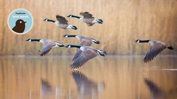 10 tips for dynamic waterfowl photography