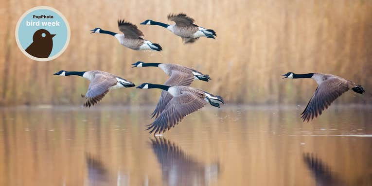 10 tips for dynamic waterfowl photography