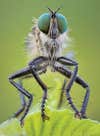 Robber Fly