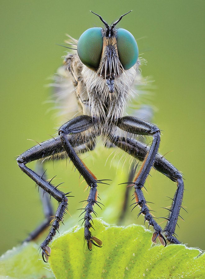 Insect Photgraphy How to improve your insect photography | Popular Photography