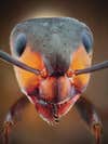 Wood Ant