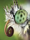 Green-veined White Butterfly