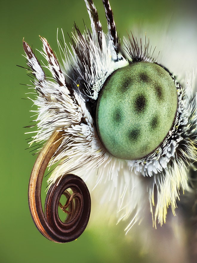 Best Insect Photographs How to improve your insect photography | Popular Photography