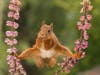 squirrel doing the splits