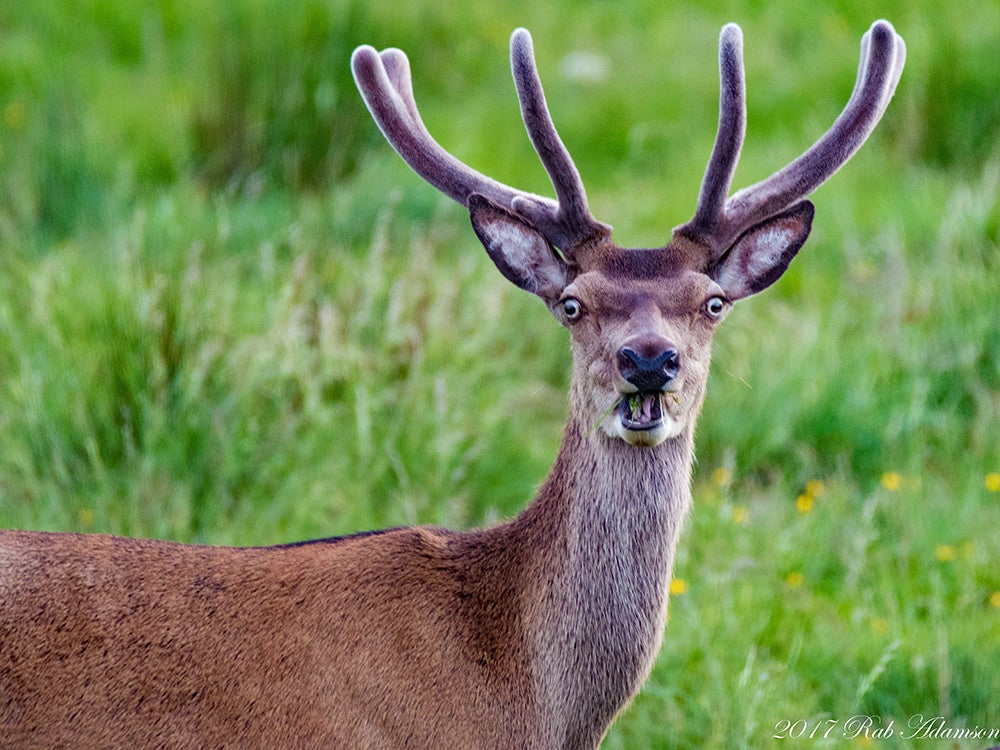 majestic stag