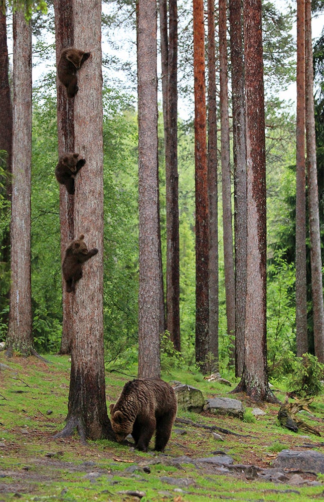 mother bear and cubs