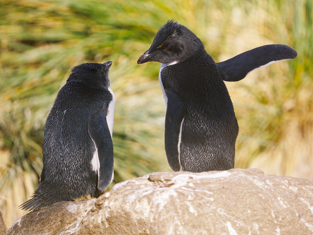 penguins pointing out the way