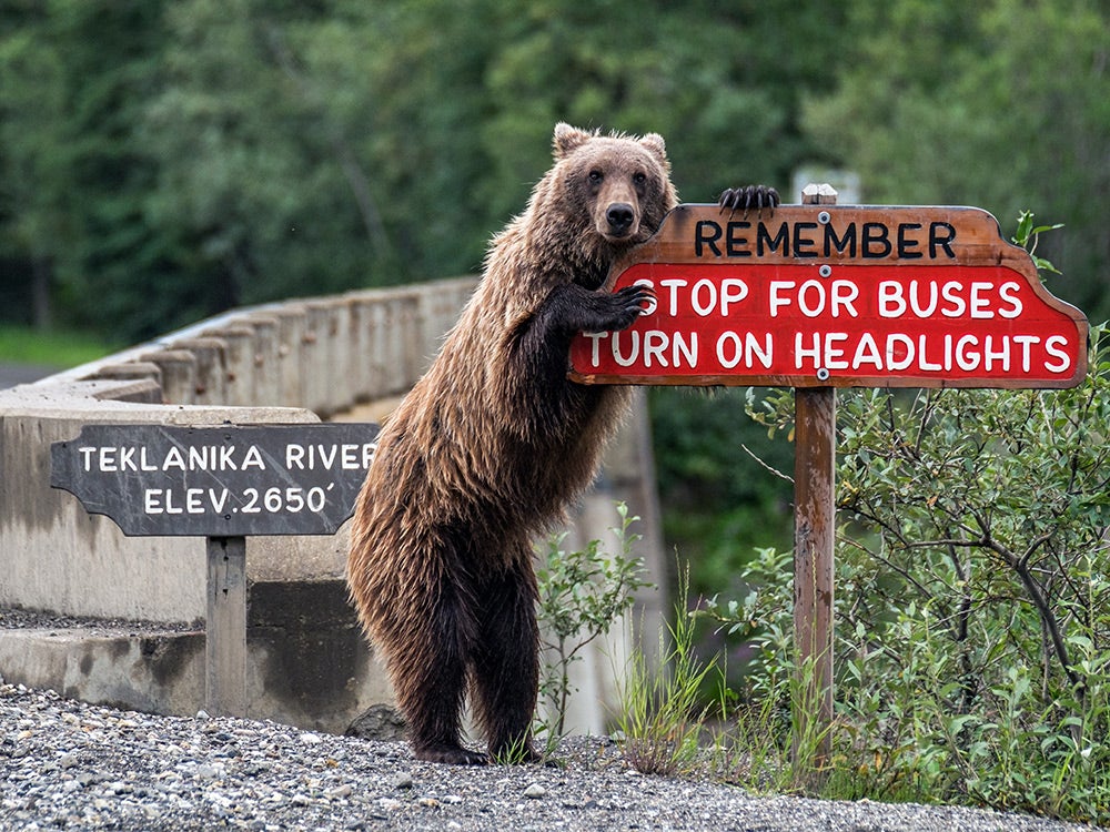 Bear next to street signs
