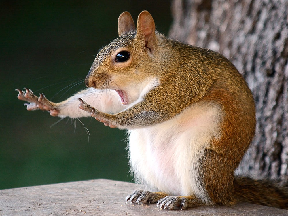 squirrel caught red-handed