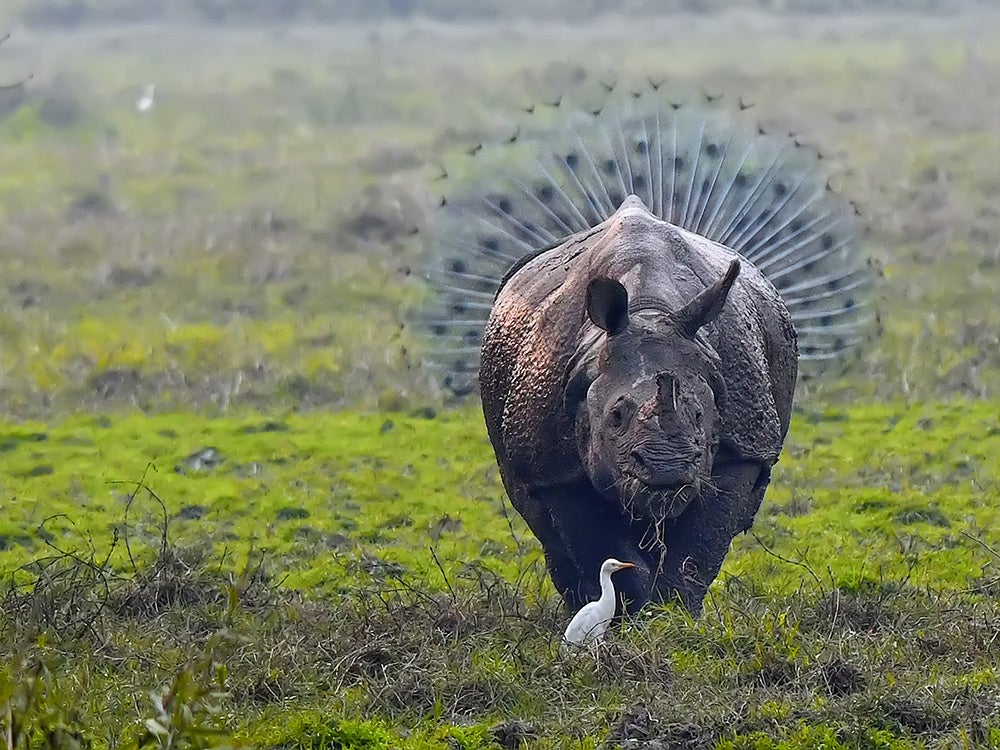 Rhino and peacock