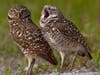 Owl Yawning