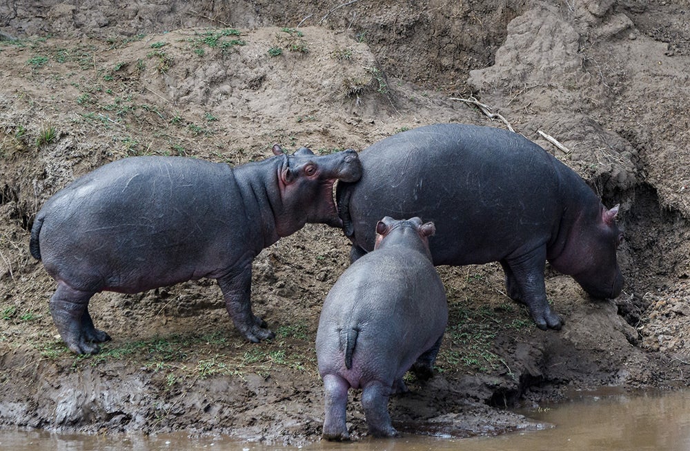 Rhino biting rhino butt
