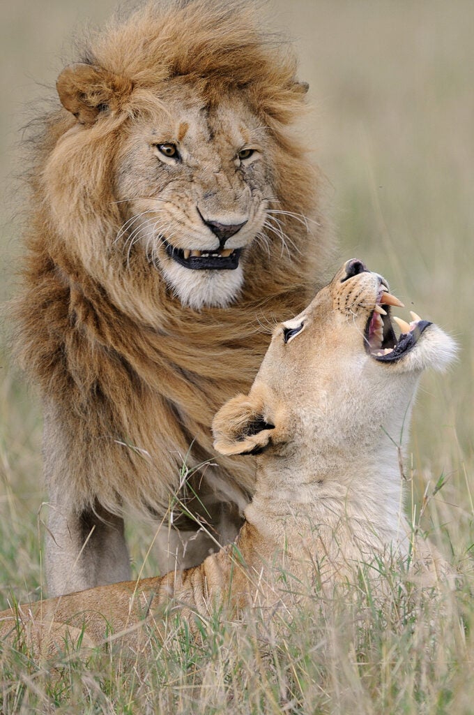 Happy lions