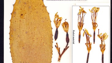 These beautiful images preserve plant species that might otherwise disappear forever