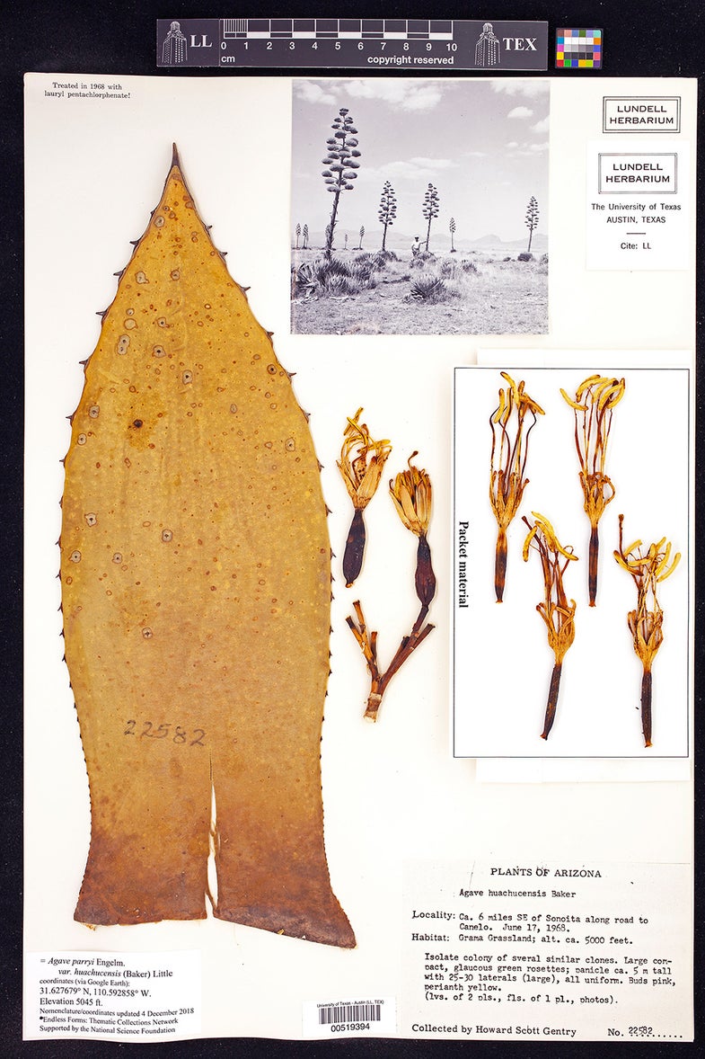 Agave parryi plant scan