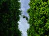 view of the sky through the trees