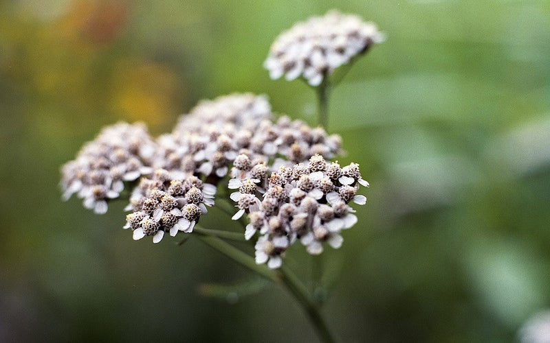 small white flower close up