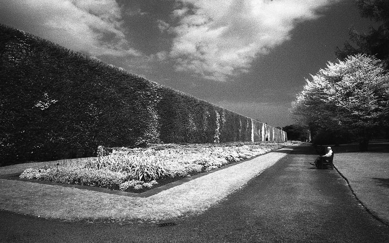 black and white hedge