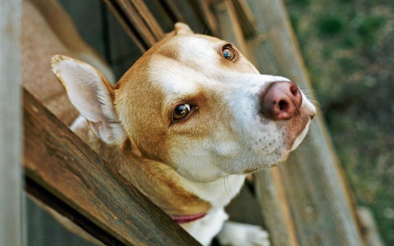 brown and white dog