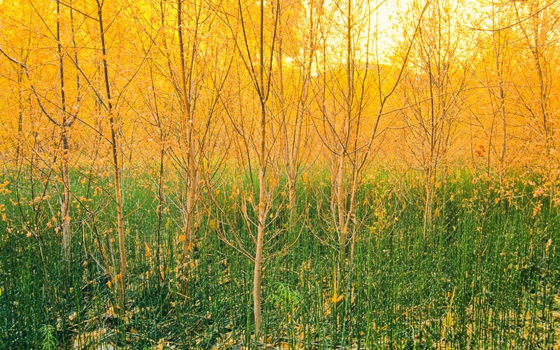 colorful green and gold woods