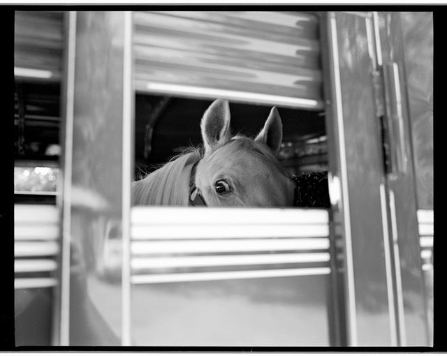 scanned negative of a horse