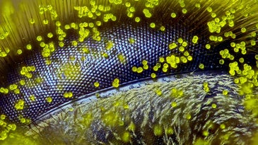 10 incredible images of the tiny world around us