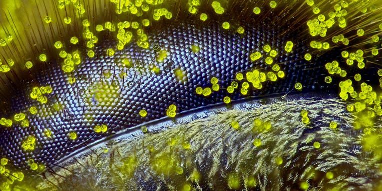 10 incredible images of the tiny world around us 10 incredible images of the tiny world around us