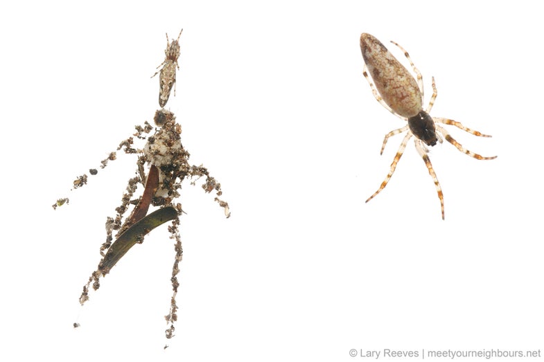 Cyclosa spider and decoy