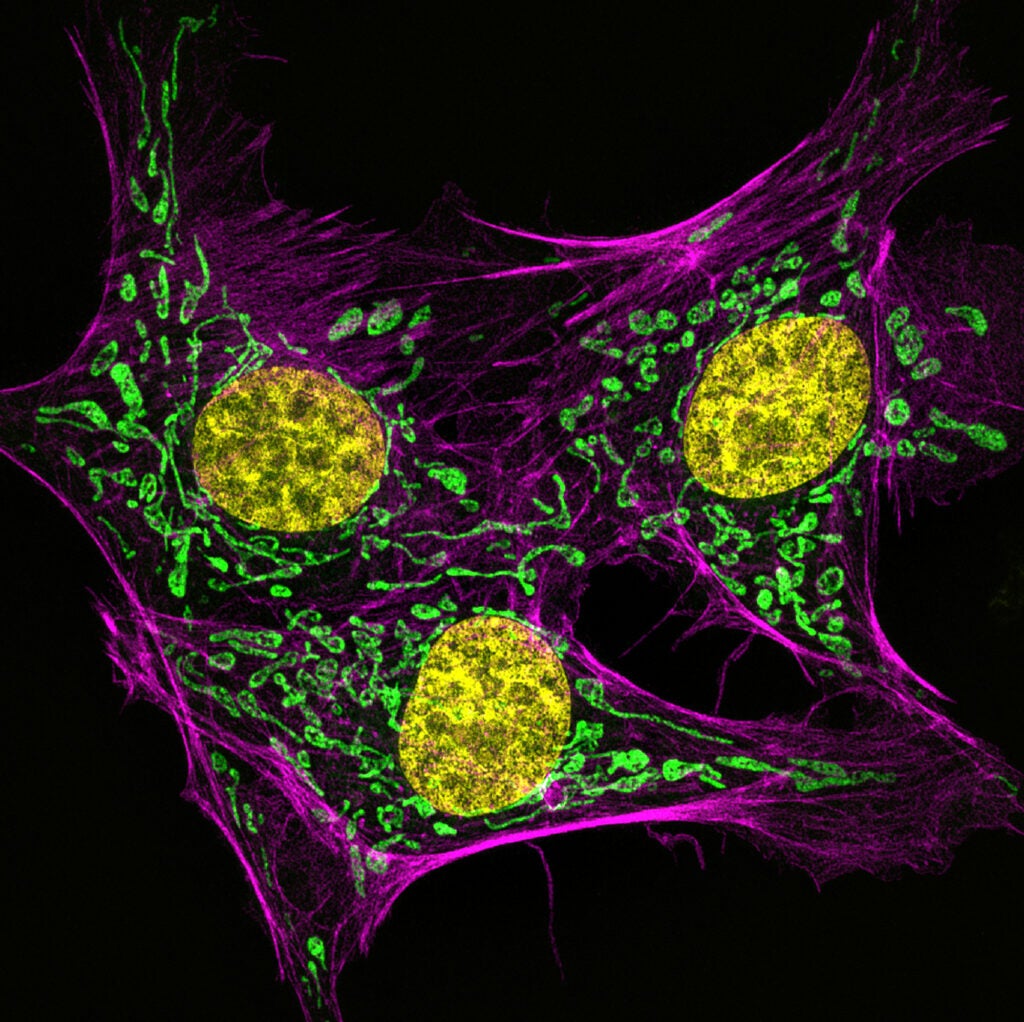 cow artery cells