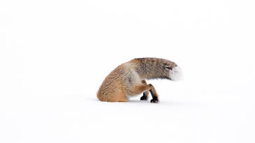 2017’s most awe-inspiring—and devastating—wildlife photos