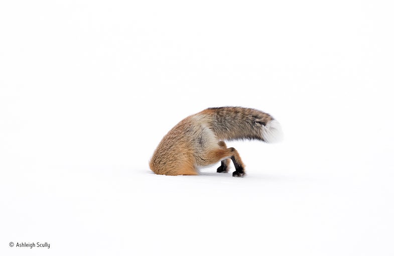fox stuck in snow