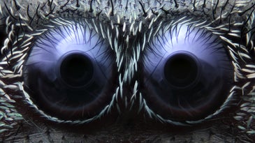 Feast your eyes on the best microscope images of the year