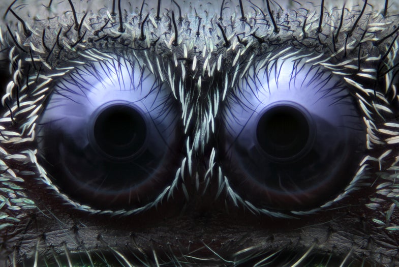 jumping spider eyes under a microscope