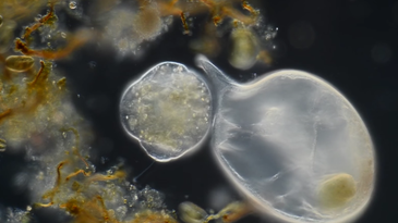 These are the winners of the Nikon Small World video contest