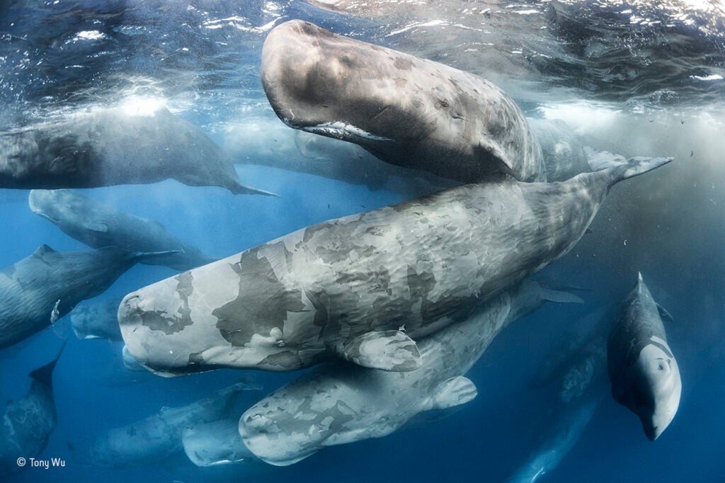 sperm whales