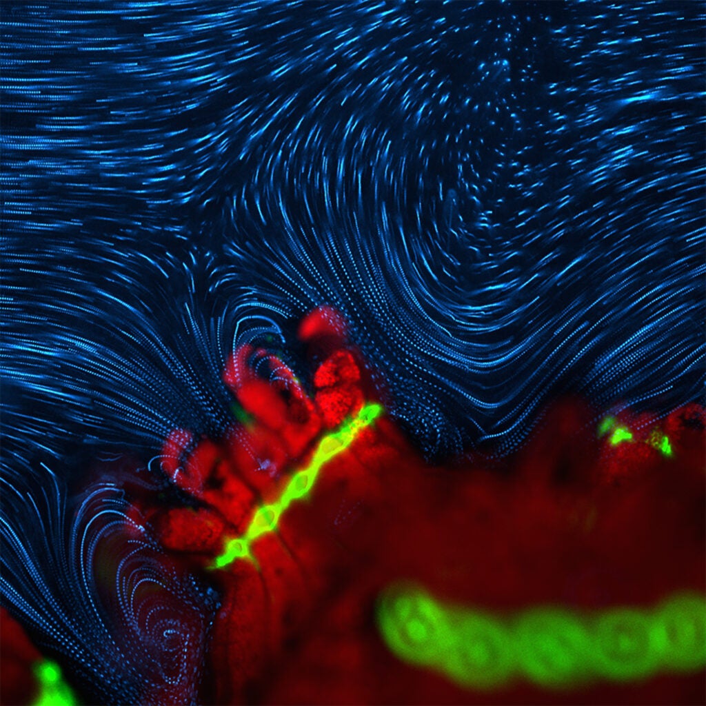 coral polyp flow