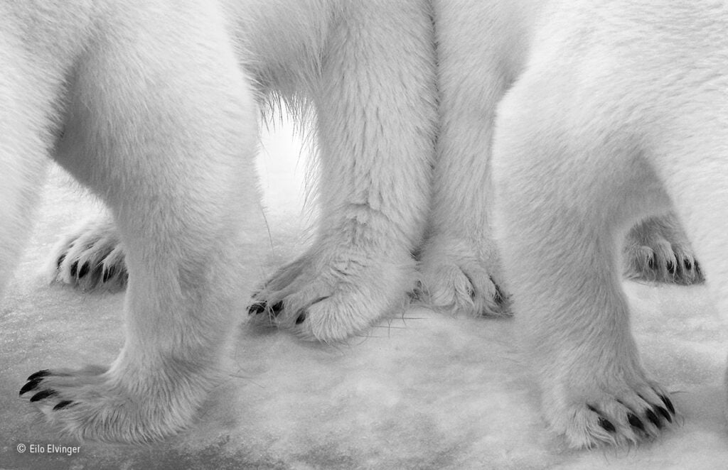 Polar bears