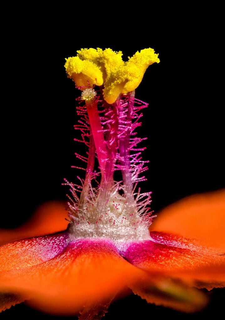 scarlet pimpernel stamen