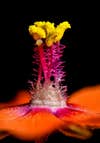 scarlet pimpernel stamen