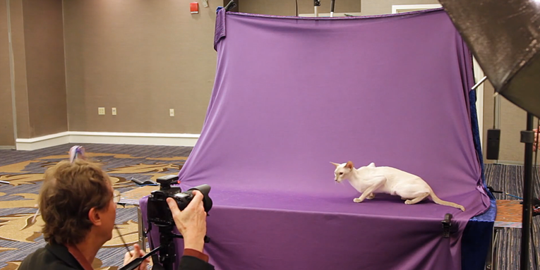Behind the scenes with pro cat photographer, Larry Johnson