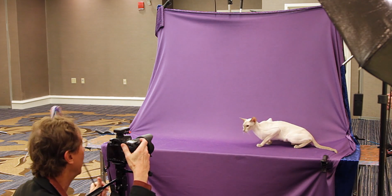 Behind the scenes with pro cat photographer, Larry Johnson Behind the scenes with pro cat photographer, Larry Johnson