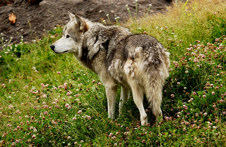 Gray Wolves, Yellowstone