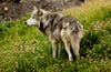 Gray Wolves, Yellowstone