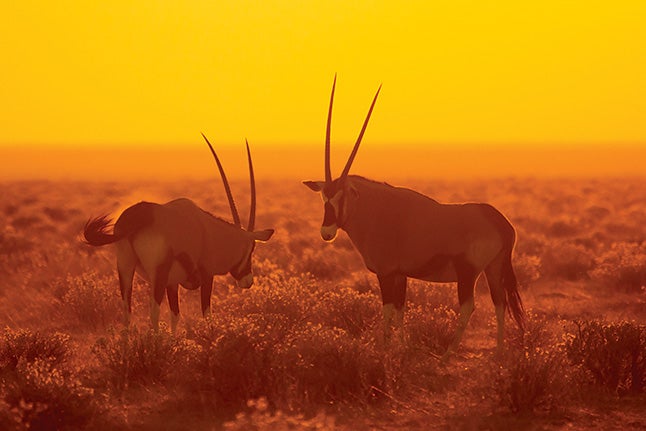 antelope in sun