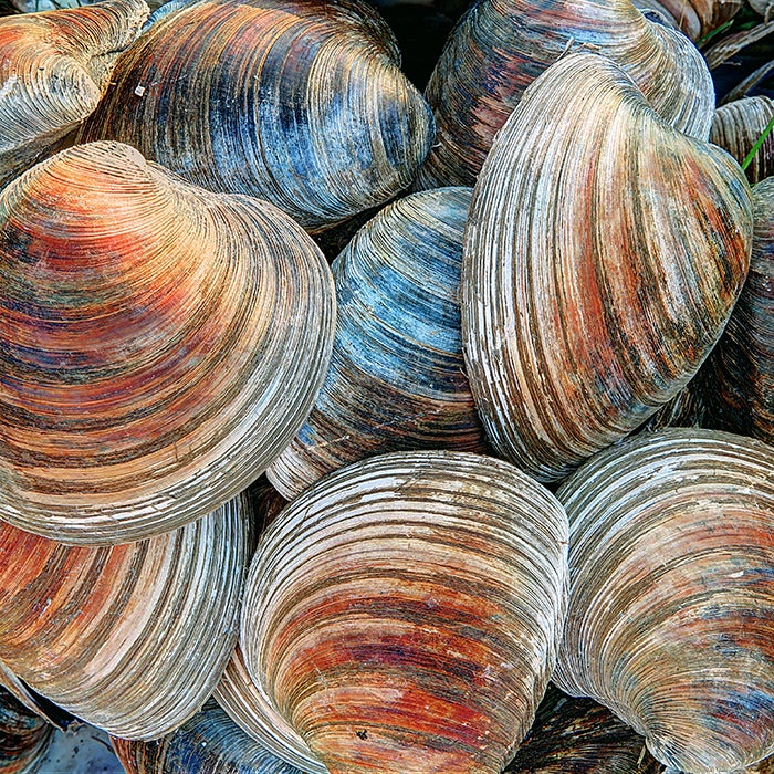 Clam Shells