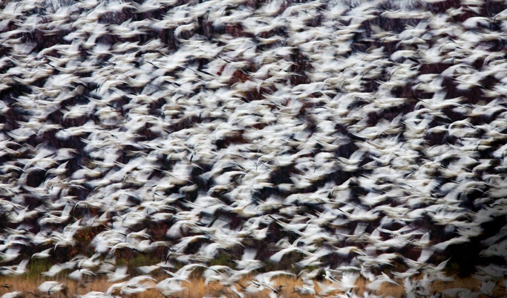 Snow Geese at Bombay Hook National Wildlife Refuge, DE