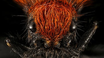 Enjoy a glorious rainbow of incredible bug photographs