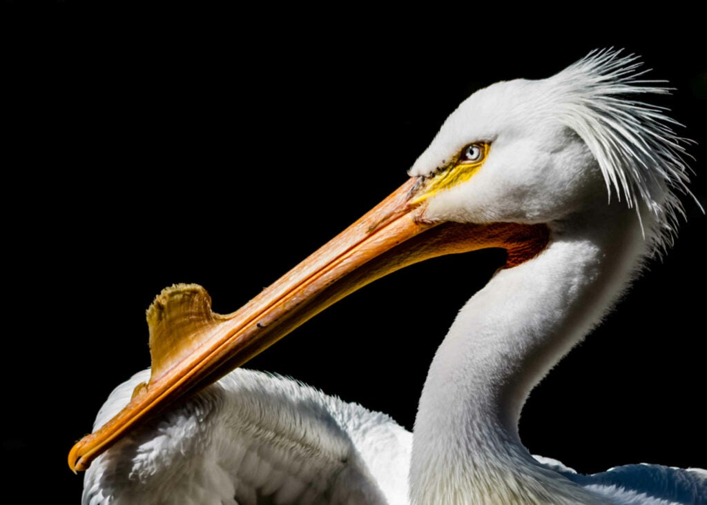 A profile picture of a White Pelican, one of the largest water birds. The horn on its beak develops during mating season and may be used in during courtship or as a sign of masculinity.