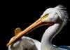 A profile picture of a White Pelican, one of the largest water birds. The horn on its beak develops during mating season and may be used in during courtship or as a sign of masculinity.